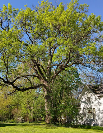 Ash E Adams Aldo Leopold